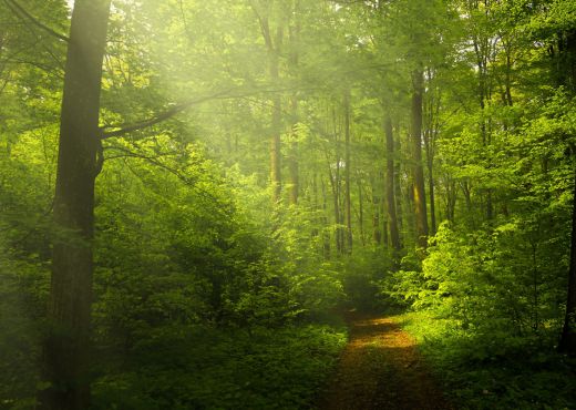 Saatnya Healing ke Hutan: Manfaat Phytoncide untuk Kekebalan